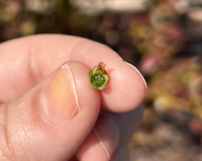Frost damage to blueberry fruit.